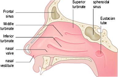 allergy sinus